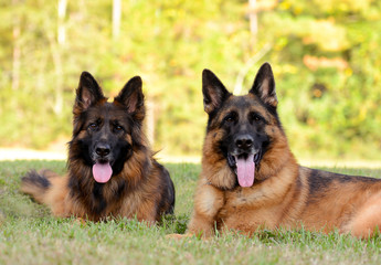 Two German Shepherds on the green grass