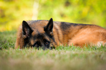 German Shepherd on the green grass