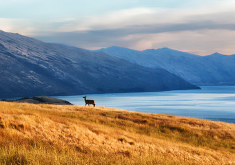 Queenstown New Zealand
