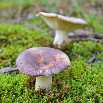 russula cyanoxantha mushroom