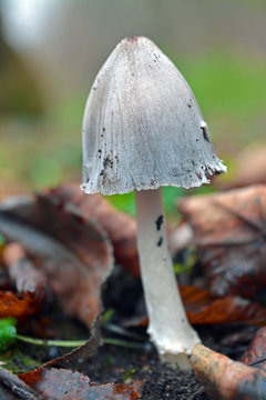  coprinus alopecia mushroom