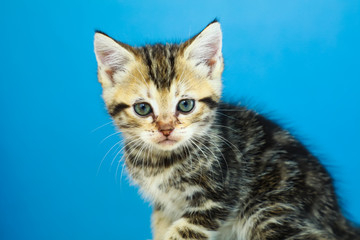 Cute American shorthair cat kitten