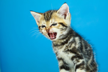 Cute American shorthair cat kitten