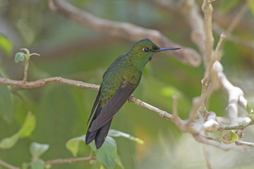 Male Green Crowned Brilliant Hummingbird