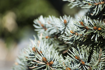 Blue fir tree beautiful background