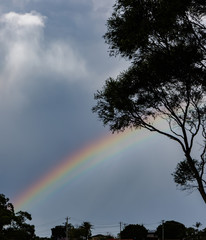 rainbow into a tree