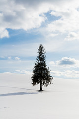 雪原に立つ１本の松の木　美瑛