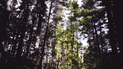 Hollybank Forest Tasmania