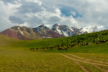 Sheep and goats on the background of the majestic snow mountains
