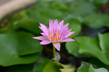 Fototapeta premium lotus