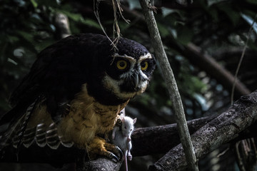 Eule bei erfolgreicher Jagt nach einer Maus in Costa Rica