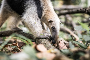 Ameisenbär in Costa Rica