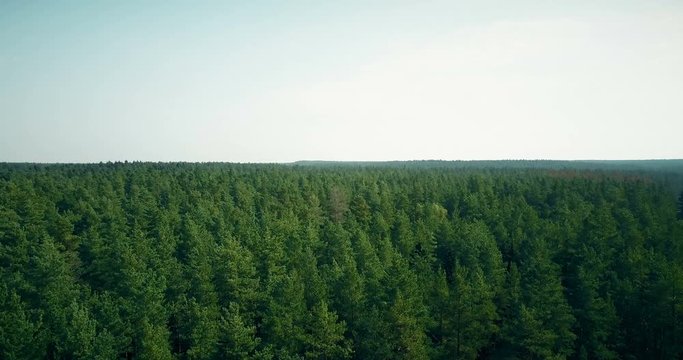 Drone flying forward and up over windy forest. Aerial 4K opening perspective of summer light green trees and horizon.