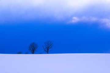 冬の夕暮れの丘と冬木立