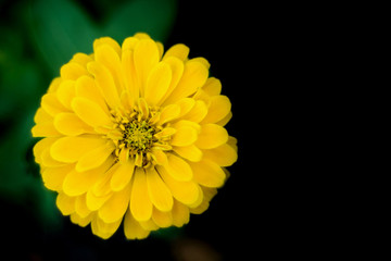 Marigold flowers so beautiful on black alternating green background.