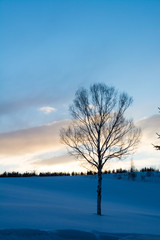 冬の夕暮れの空と冬木立