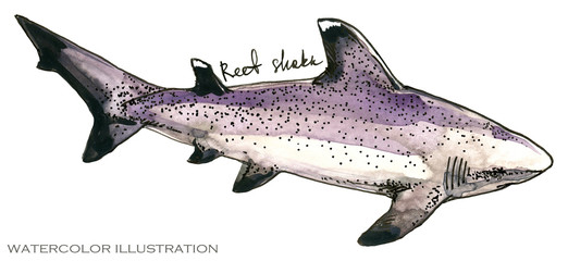 shark. underwater life watercolor illustration. sea animal