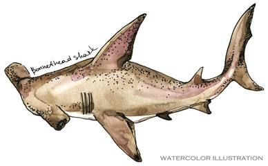 shark. underwater life watercolor illustration. sea animal