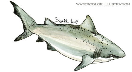 shark. underwater life watercolor illustration. sea animal