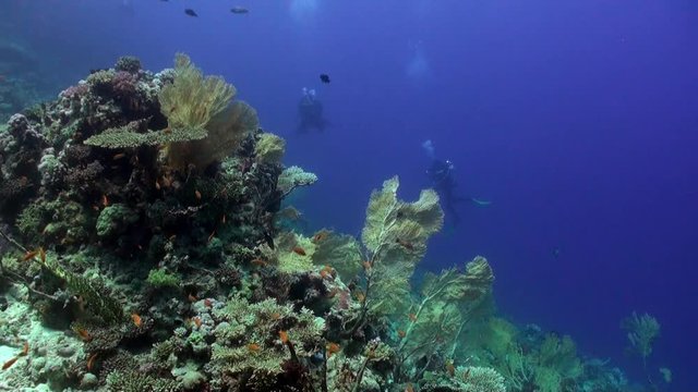 Scuba diving near school of fish in coral reef underwater Red sea. Relax video about marine nature on background of beautiful lagoon.