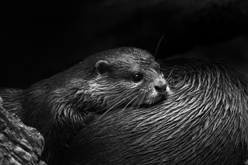 otter warmth