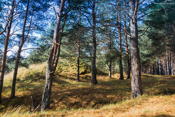 Pine forest and the hill with yellow grass in autumn