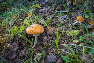Amanita in the Forest