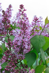 Young lilac is blooming on a green meadow.