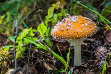 Amanita in the Forest