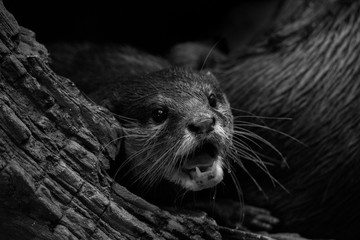 otter yawning