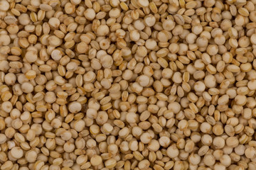 Quinoa seeds close up