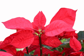 Poinsettia Christmas red leaves celebration blooming  decoration on white background