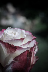 Pink White Roses Retro