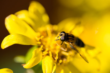 ミツバチとツワブキの花