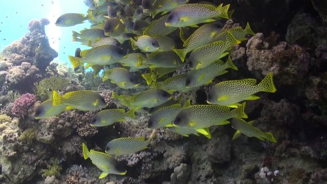 Pomadasys commersonnii school of fish on coral reef relax underwater Red sea. Sweetlips Grunzer of yellow color. Amazing video about marine nature on background of beautiful lagoon.