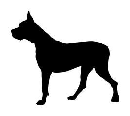 Portrait of Great Dane vector silhouette illustration isolated. Harlequin dog. German dog.  Dogo Argentino silhouette.  Beware of dog.
