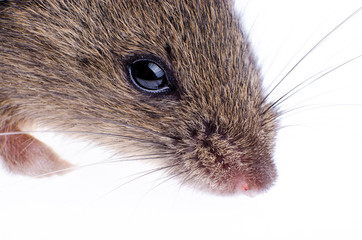 Mouse head on a white background