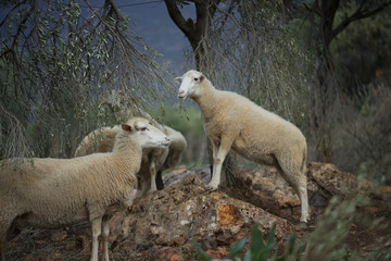 Sheep before dawn in Olive Grove
 - obrazy, fototapety, plakaty