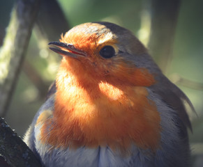 Robin in the spring
