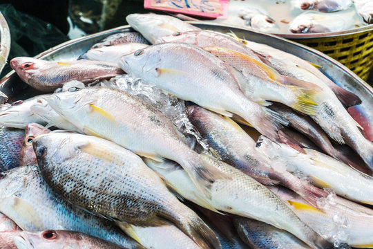 Fresh many sea fish close up in market