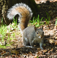 grey squirrel in the woods of England