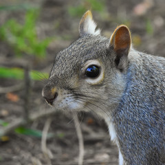 grey squirrel in the woods of England