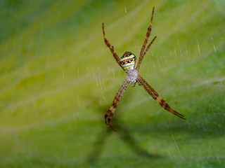 Brown spider which  bottom is yellow, orange, black and white on the spider web.