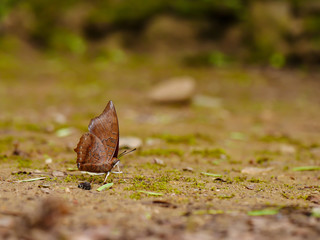 the yellow brown butterfly eating food , salt marsh on ground floor.