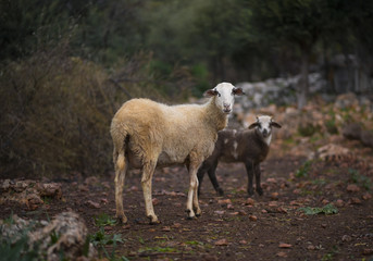 Lone ewe with lamb from a sheep flock in Turkey in olive grove landscape. - obrazy, fototapety, plakaty