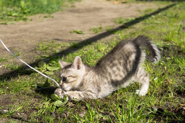 Tabby Kitten Play Outside