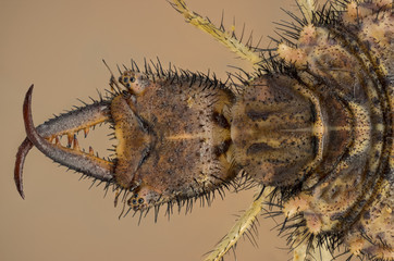 Antlion portrait. Extreme head details.