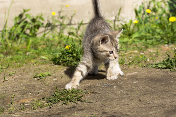 Tabby Kitten Play Outside