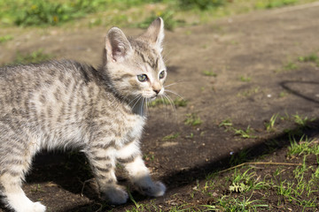 Tabby Kitten Play Outside