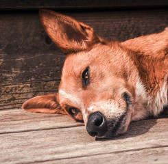dog relaxing in the sun